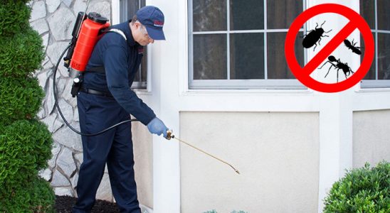 Ardeşen Fare İlaçlama böcek ilaçlama ve haşere kontrolü — ilaclama-tr.com
